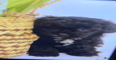 Yorkiepoo dogs - Advert 1