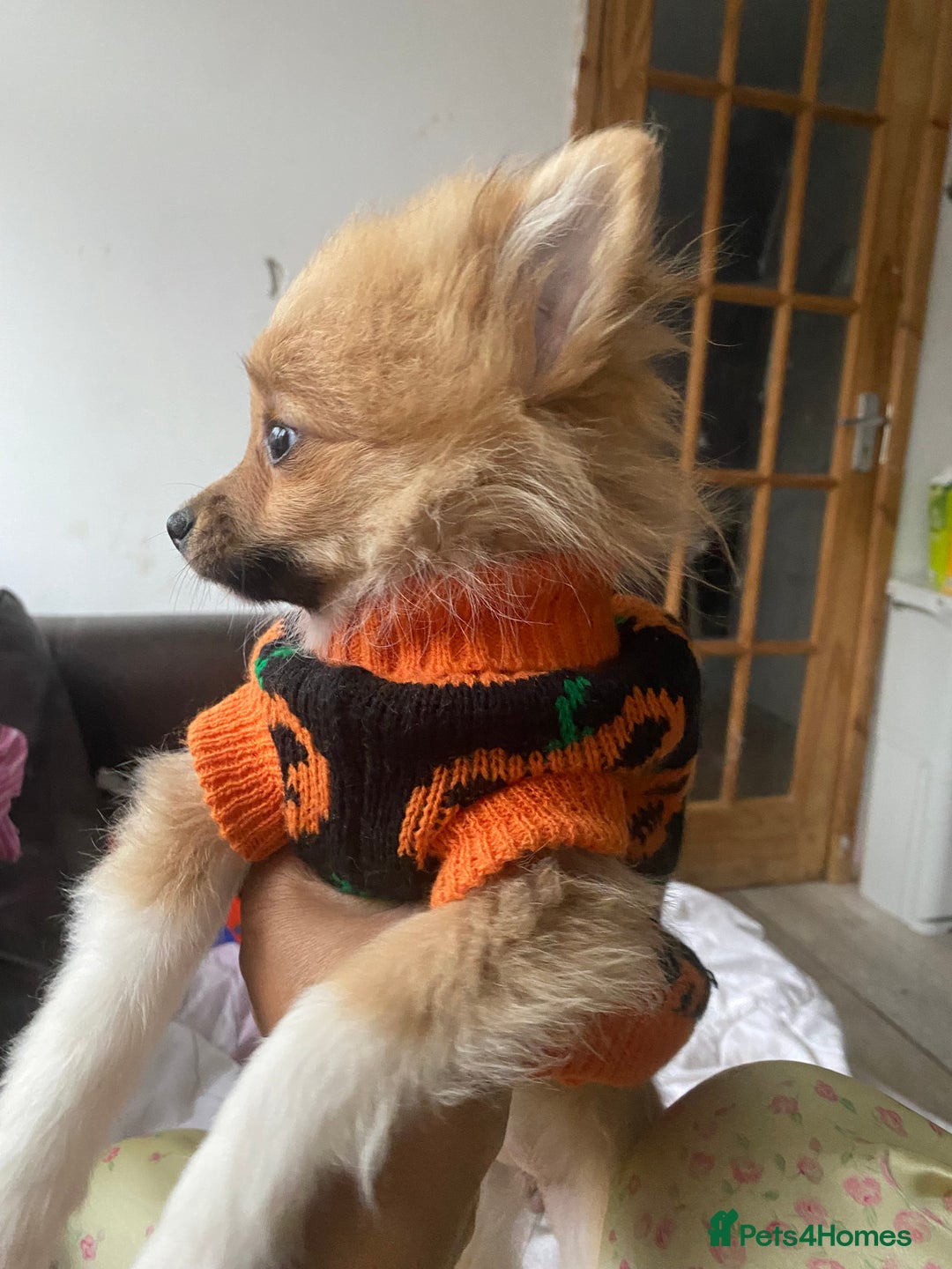 Pomeranian dogs for sale: Beautiful Pomeranian puppiesREDUCED  - Image 13
