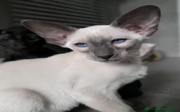 Siamese cats for sale: Siamese Oriental kittens superb pedigree GCCF  - Image 22