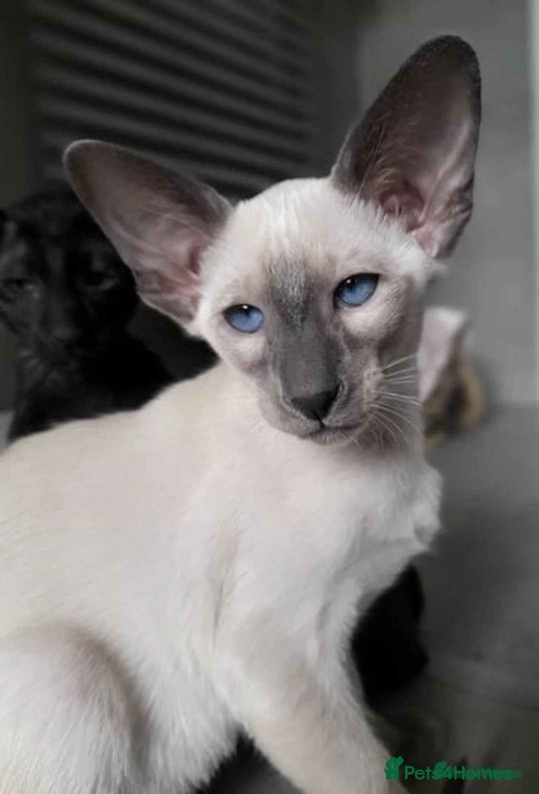 Siamese cats for sale: Siamese Oriental kittens superb pedigree GCCF  - Image 22
