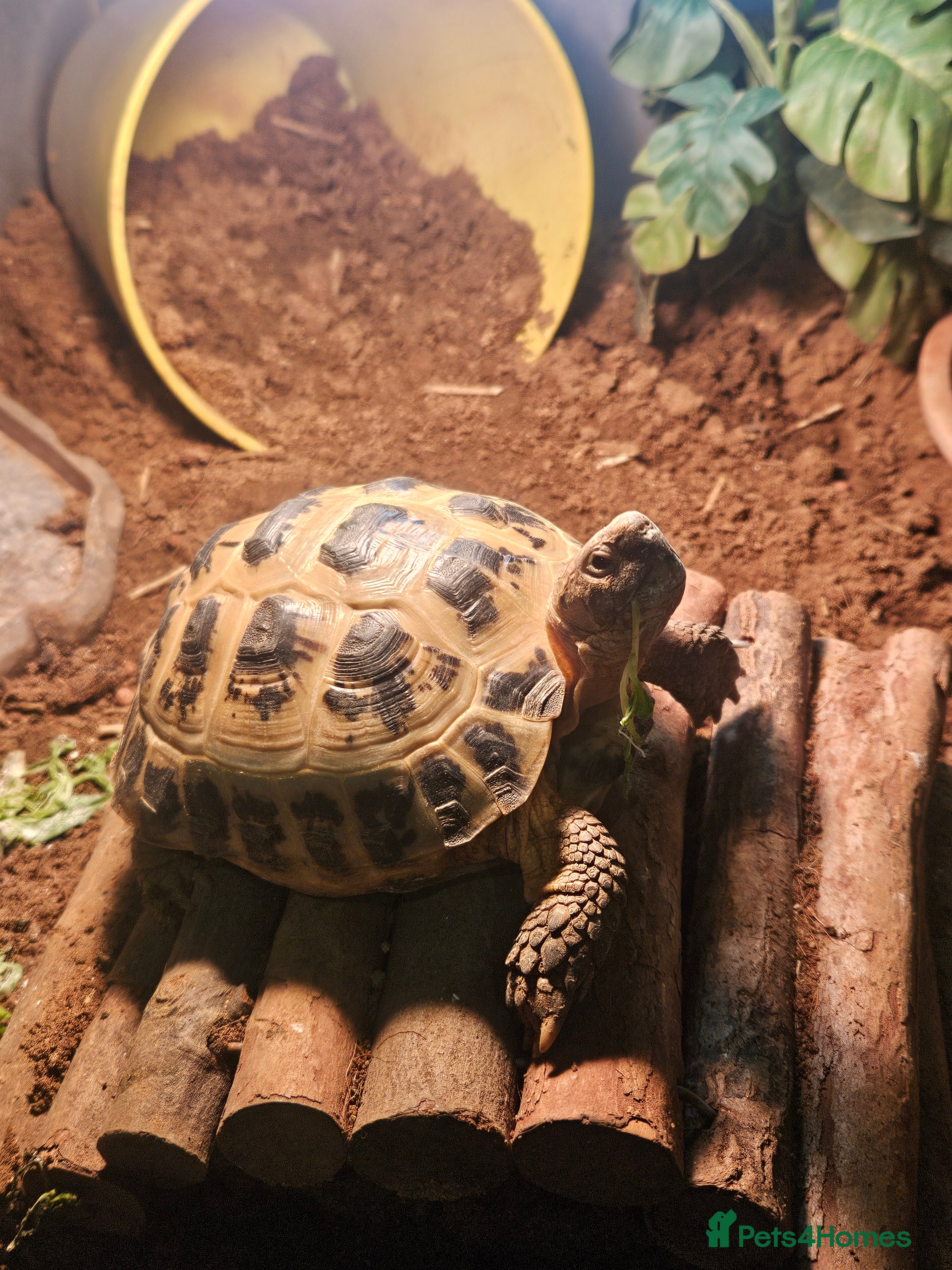 Tortoise reptiles Timmy the Horsefield tortoise - Advert 1