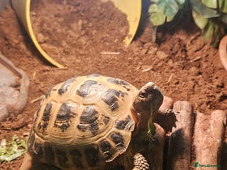 Tortoise reptiles Timmy the Horsefield tortoise - Advert 1