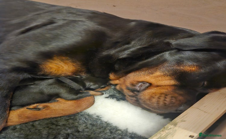 Rottweiler dogs - Advert 1