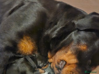 Rottweiler dogs - Advert 8