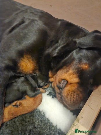 Rottweiler dogs - Advert 8