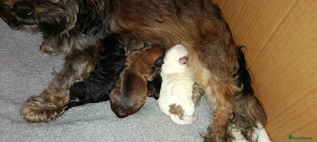 Mixed Breed dogs for sale: Healthy, Happy Puppies Available - Advert 4