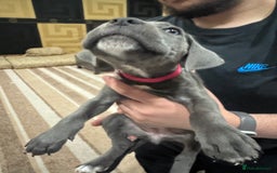 Cane Corso dogs for sale: Pure Pedigree Cane Corso Puppies - Image 5