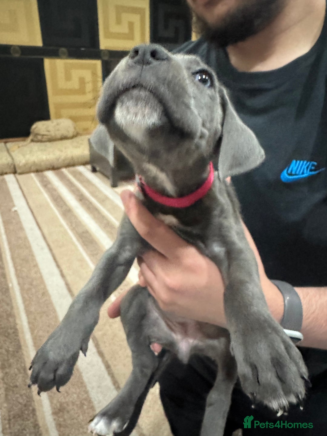 Cane Corso dogs for sale: Pure Pedigree Cane Corso Puppies - Image 5