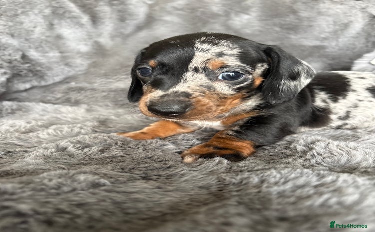 Miniature Dachshund dogs - Advert 1
