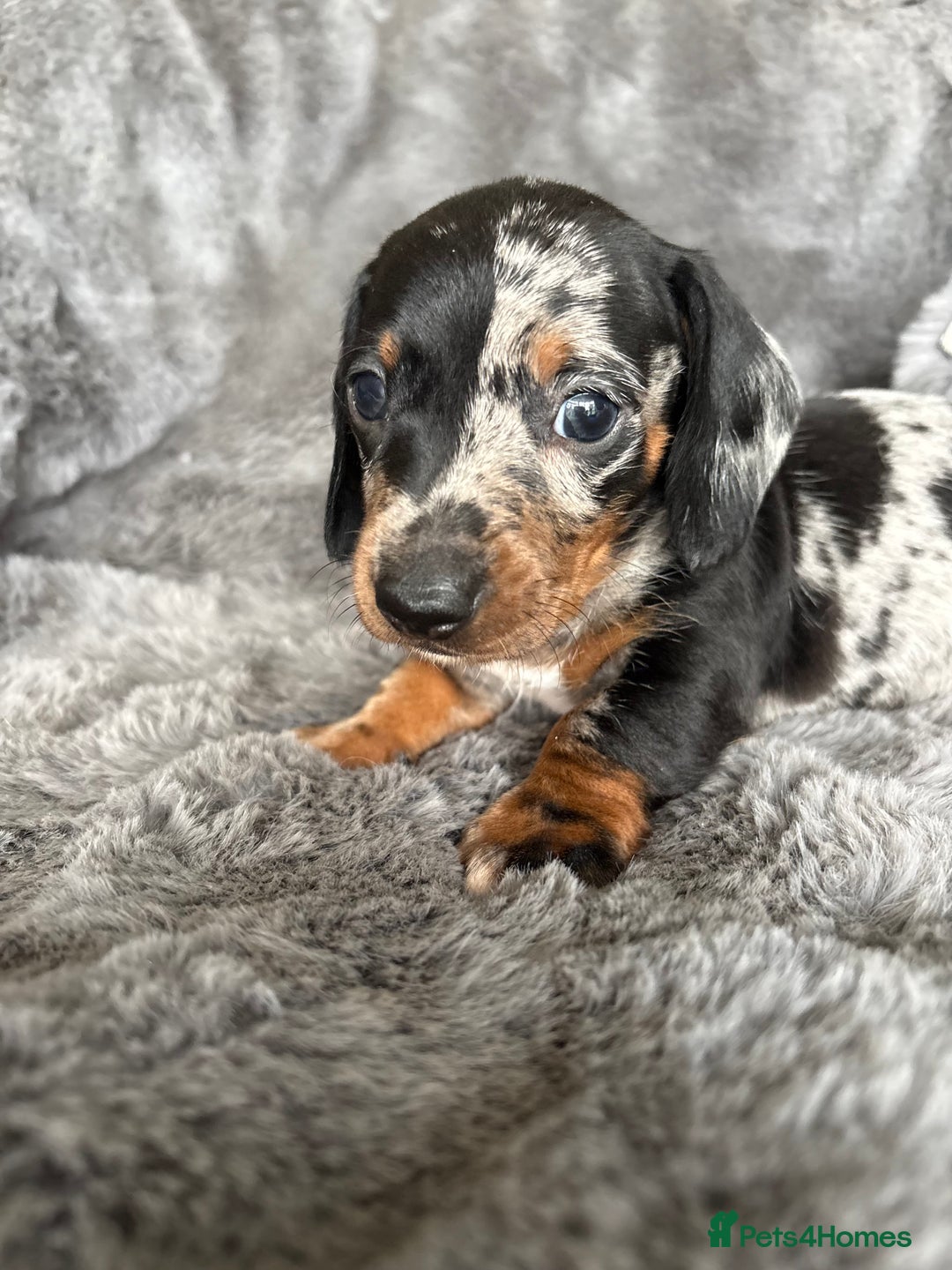 Miniature Dachshund dogs for sale: Stunning mini smooth dachshund pups  - Image 1