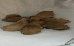 Cavapoochon dogs for sale: Cavapoochon Puppies ready from 20th December 2025  - Advert 25