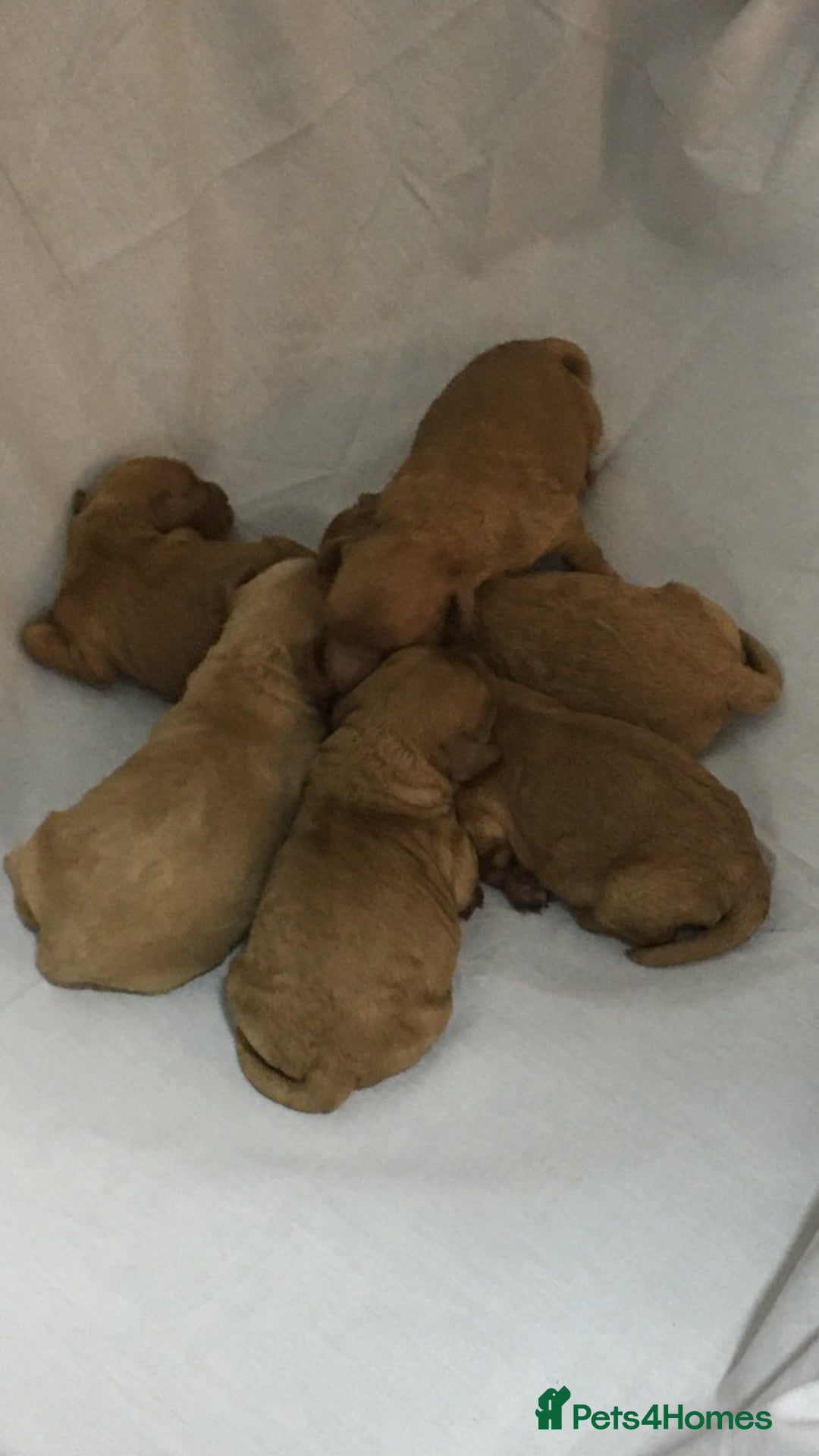 Cavapoochon dogs for sale: Cavapoochon Puppies ready from 20th December 2025  - Advert 25