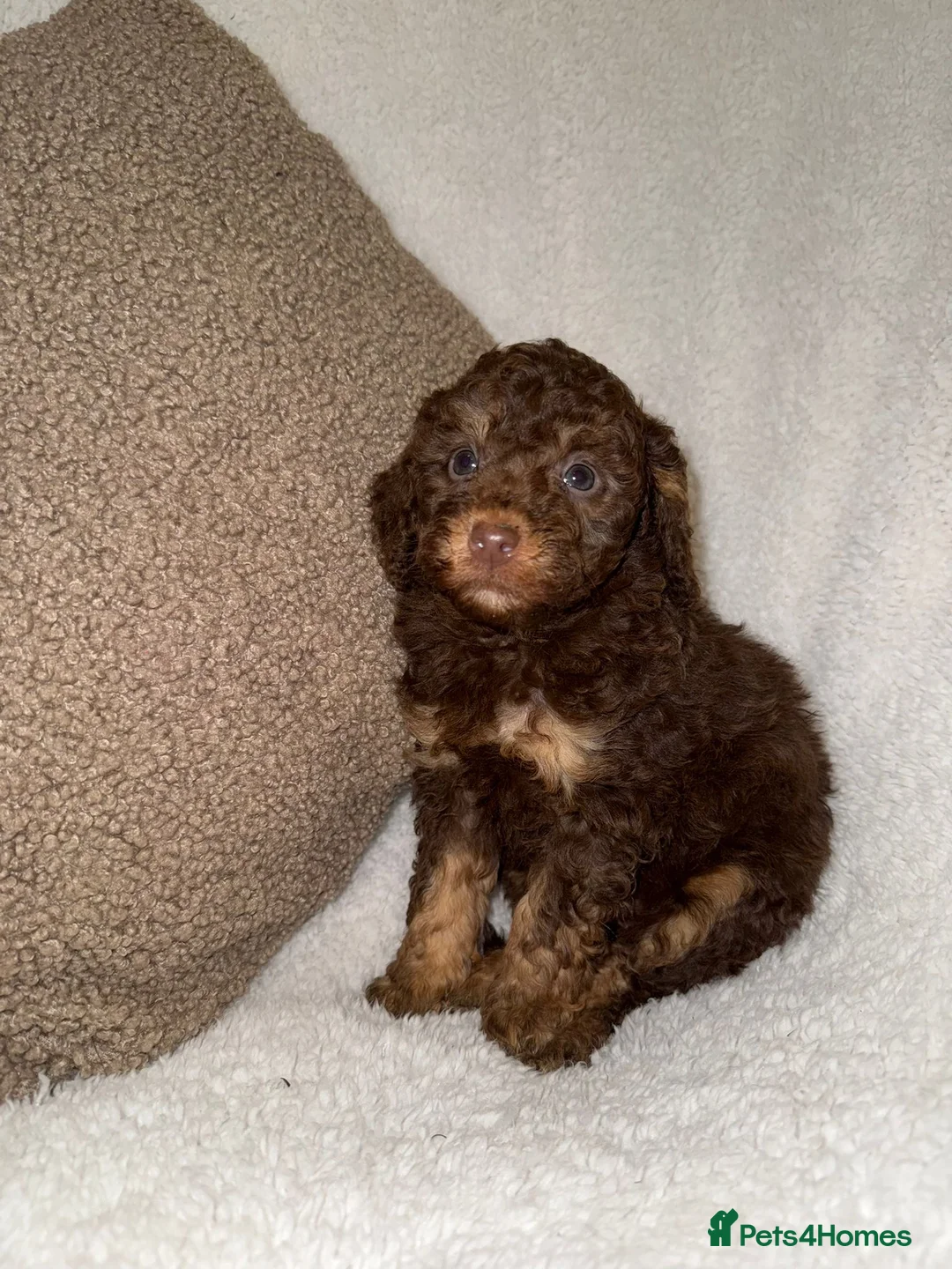 Miniature Poodle dogs for sale: Stunning Chocolate Miniature Poodles - Advert 7
