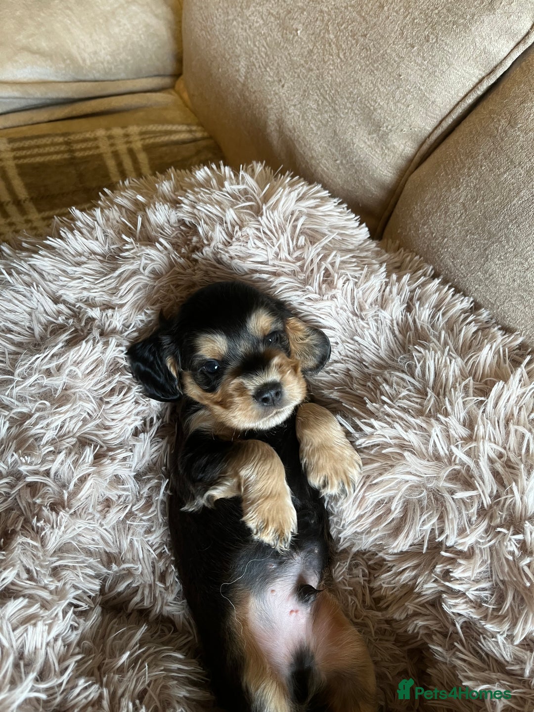 Cocker Spaniel dogs for sale: Beautiful Cocker Spaniels  - Image 10