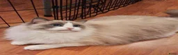 Ragdoll cats for sale: TICA championship Ragdoll Kittens  in London - Advert 2