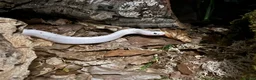 Corn Snake reptiles for sale: Palmetto Corn Snake - Advert 2