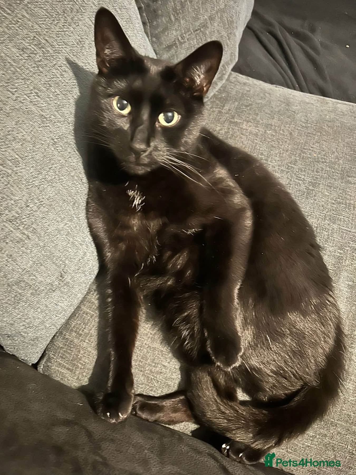 British Shorthair cats for sale: Cat for rehome - Advert 2