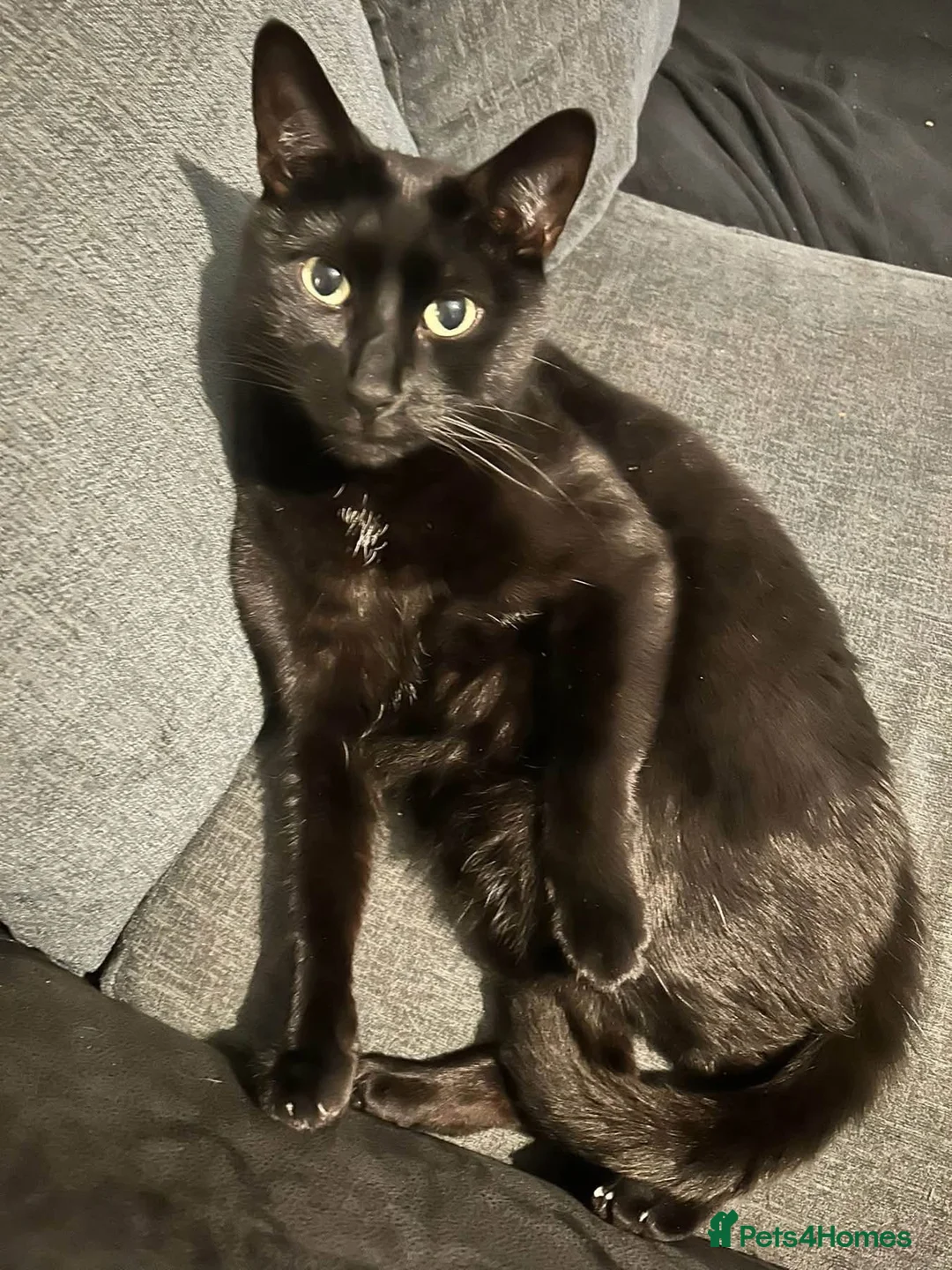 British Shorthair cats for sale: Cat for rehome in Leighton Buzzard - Advert 1