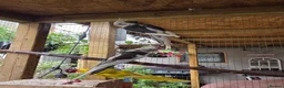 Cockatiels birds for sale: Avairy sale..mixed breeds in Winsford - Advert 3