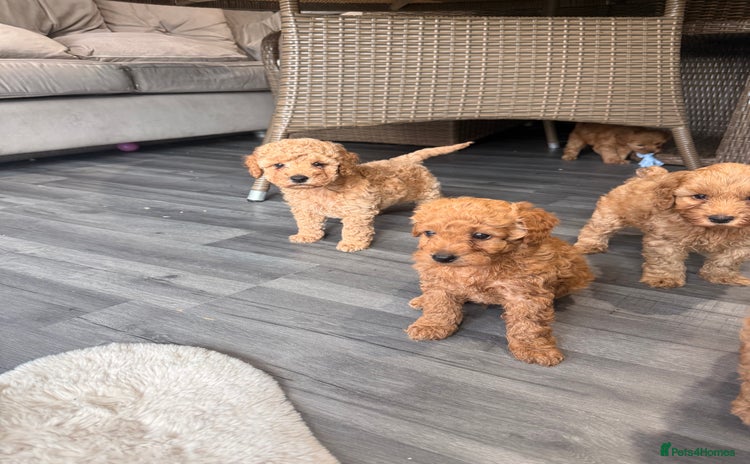 Cockapoo dogs - Advert 1