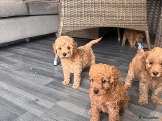 Cockapoo dogs - Advert 1