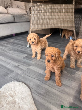 Cockapoo dogs - Advert 6