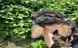 German Shepherd dogs for sale: German Shepard Long haired puppies - Image 25