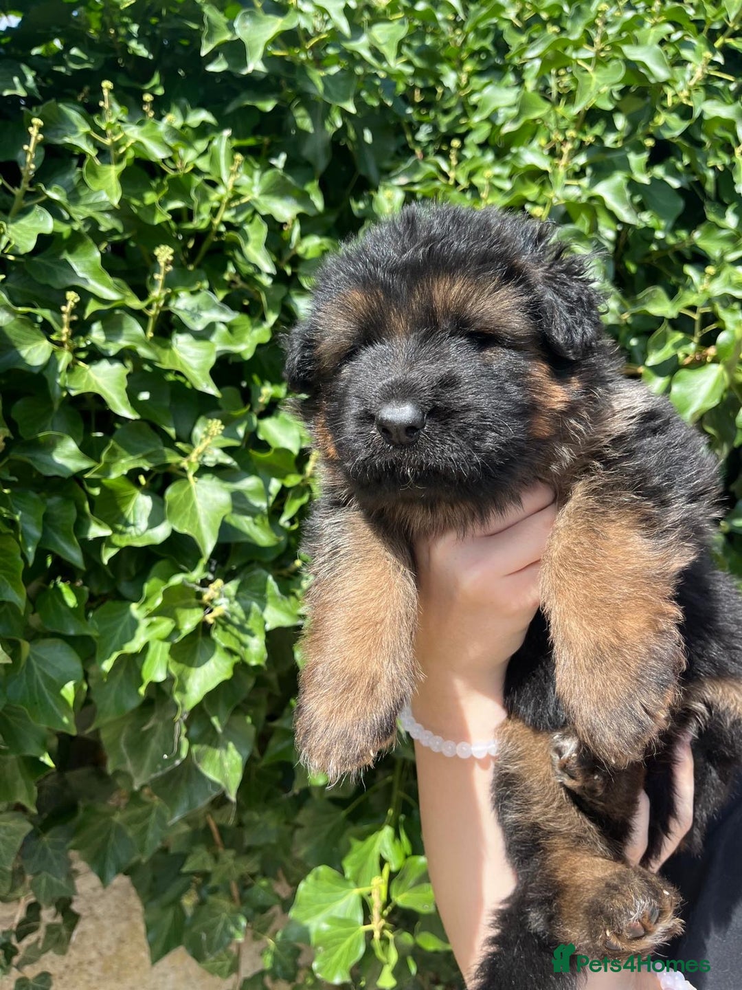 German Shepherd dogs for sale: German Shepard Long haired puppies - Image 25