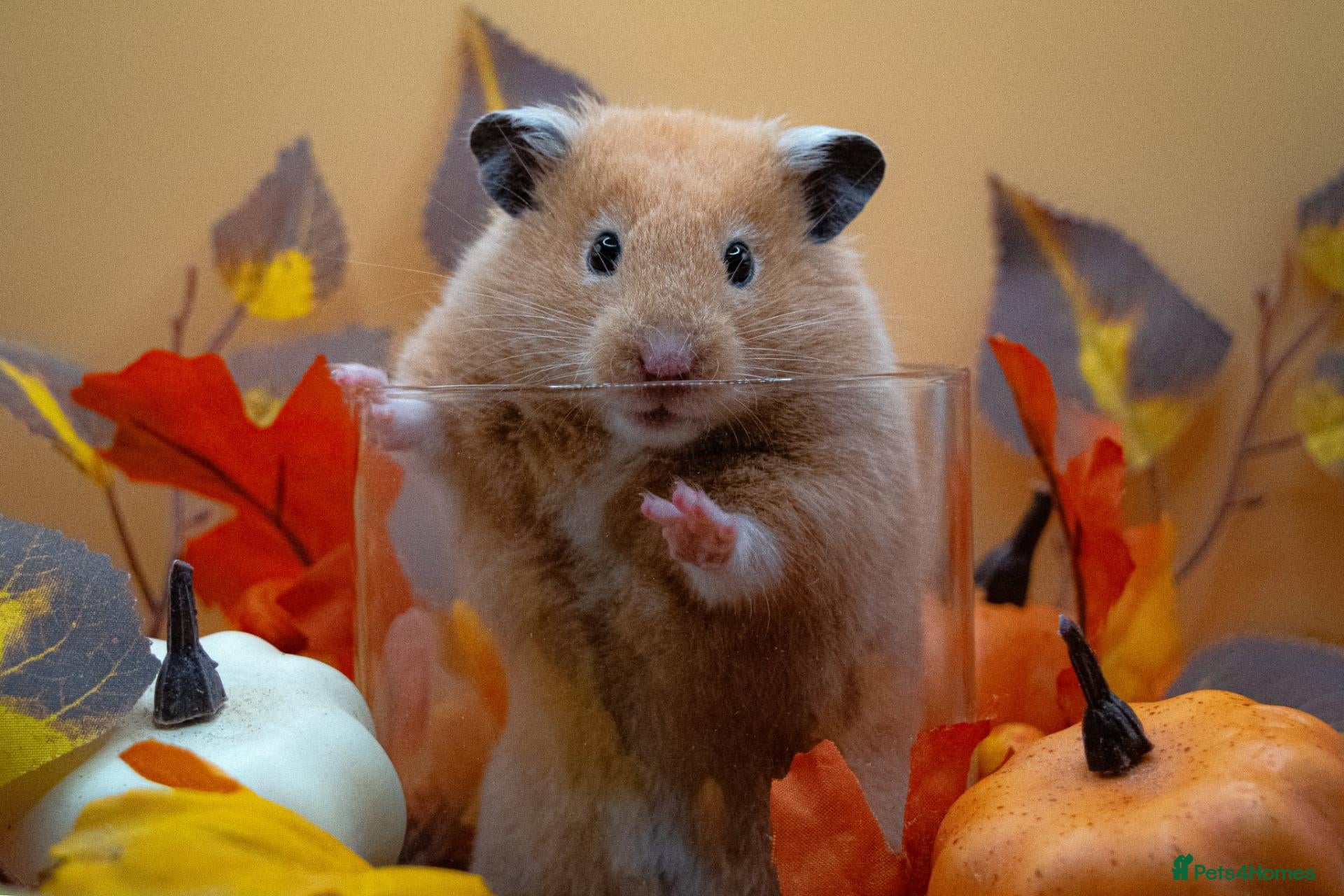Hamster rodents for sale: Pedigree Syrian Hamster Pups - Advert 1