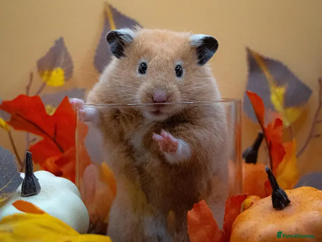 Hamster rodents for sale: Pedigree Syrian Hamster Pups - Advert 1