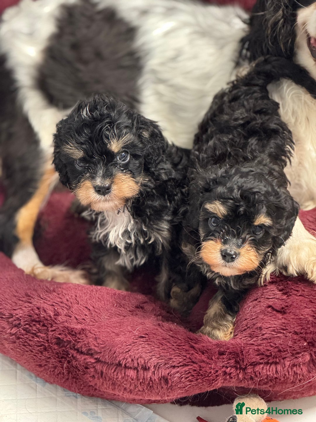 Cavapoo dogs for sale: Cavapoo puppies f1  - Advert 6