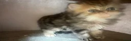 Persian cats for sale: 3 Persian female kittens Delivery Available  - Advert 14