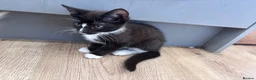Mixed Breed cats for sale: 2 female kittens  in Chertsey - Advert 7