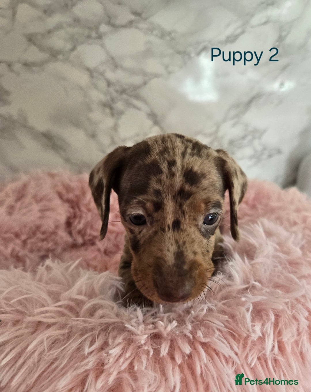 Miniature Dachshund dogs for sale: Stunning miniature dachshund puppies - Image 6