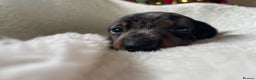Miniature Dachshund dogs for sale: 🐾❤️ KC Reg Smooth Haired Miniature Dachshunds  - Advert 15