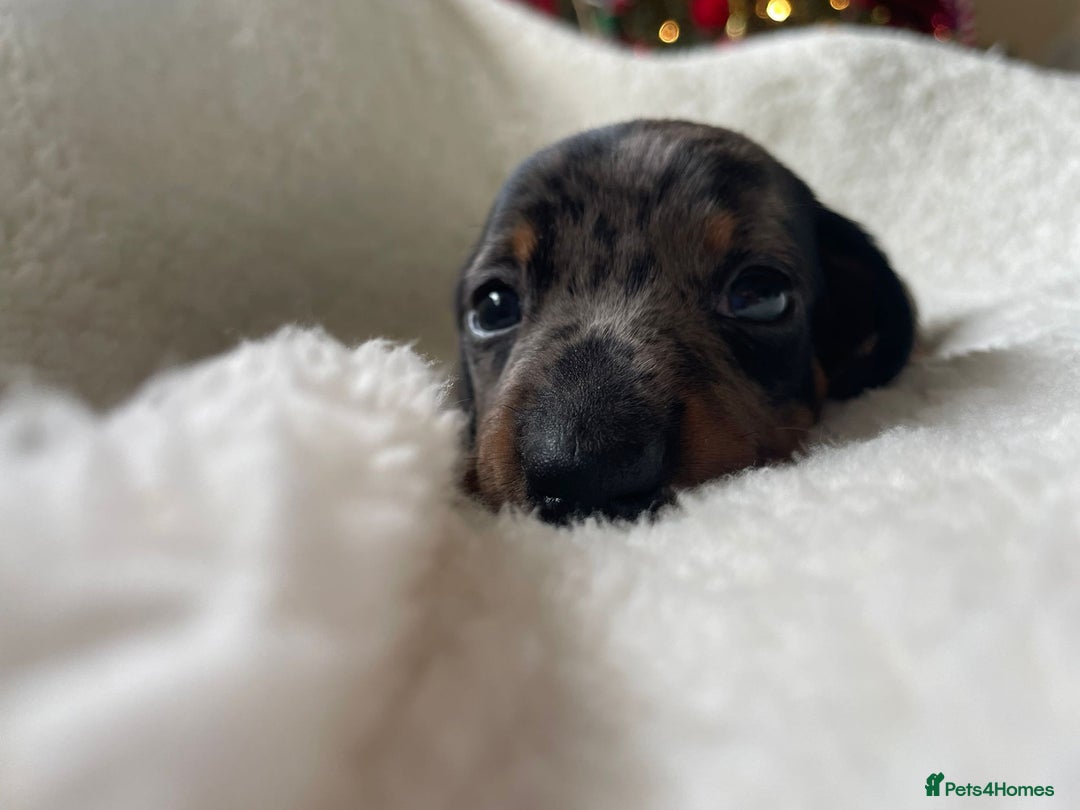 Miniature Dachshund dogs for sale: 🐾❤️ KC Reg Smooth Haired Miniature Dachshunds  - Advert 15