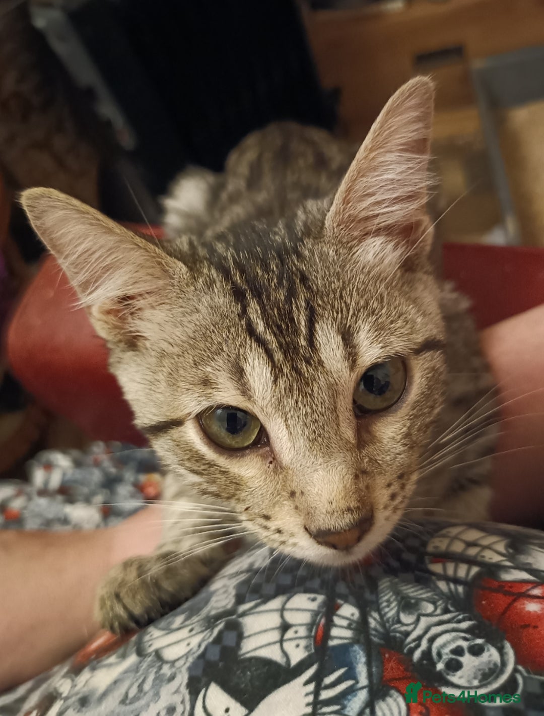 Domestic Shorthair cats for sale: Kittens Ready Now All Colours - Image 8