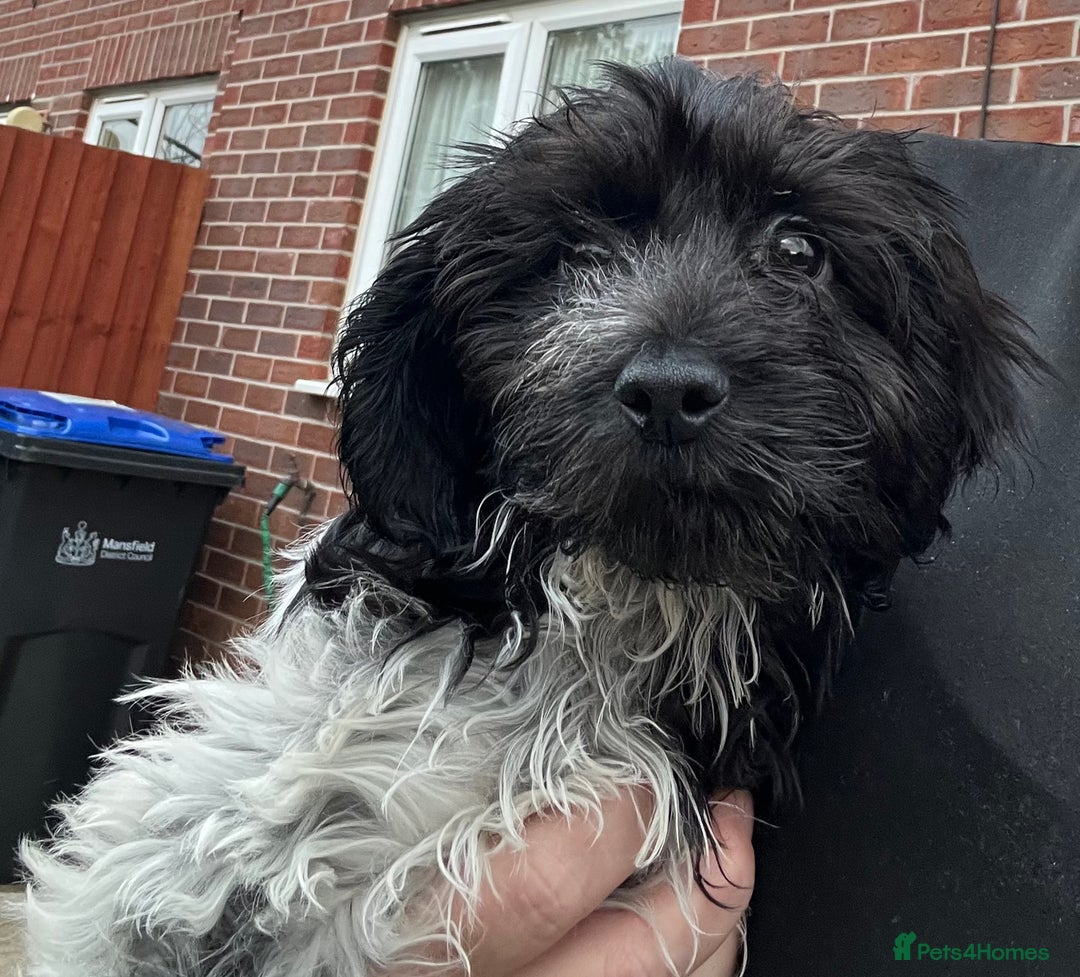 Cockapoo dogs for sale: F1b beautiful girl  - Image 2