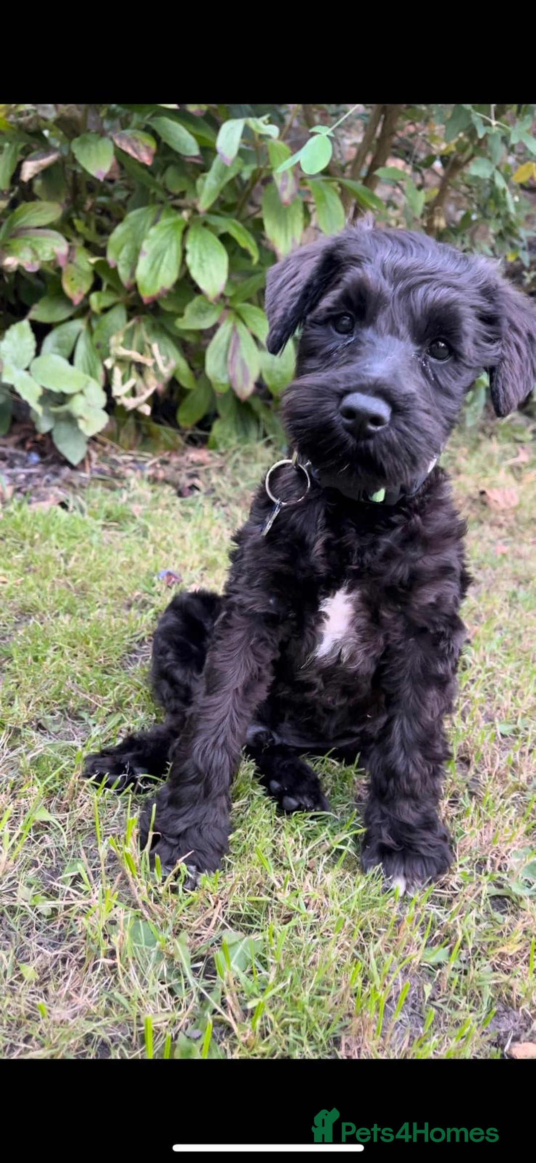Miniature Schnauzer dogs for stud: Black Miniature schnauzer looking for girlfirend - Advert 6