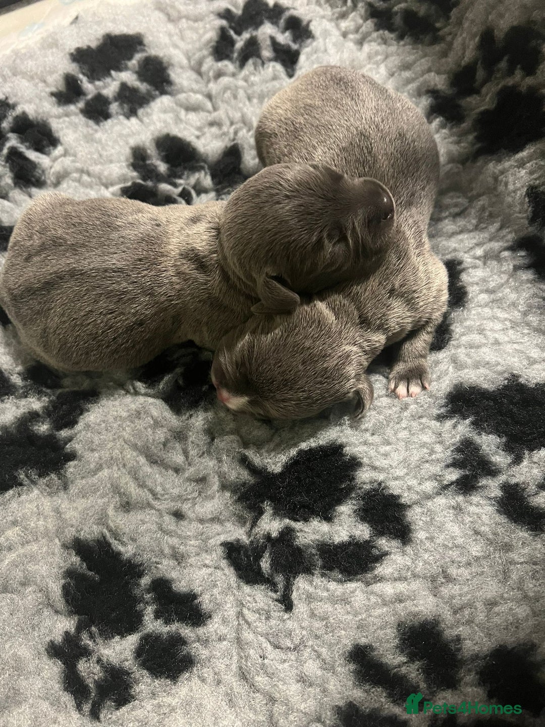 Staffordshire Bull Terrier dogs for stud: Blue Staff KC registered  “Koba” stud  in Swadlincote - Advert 10