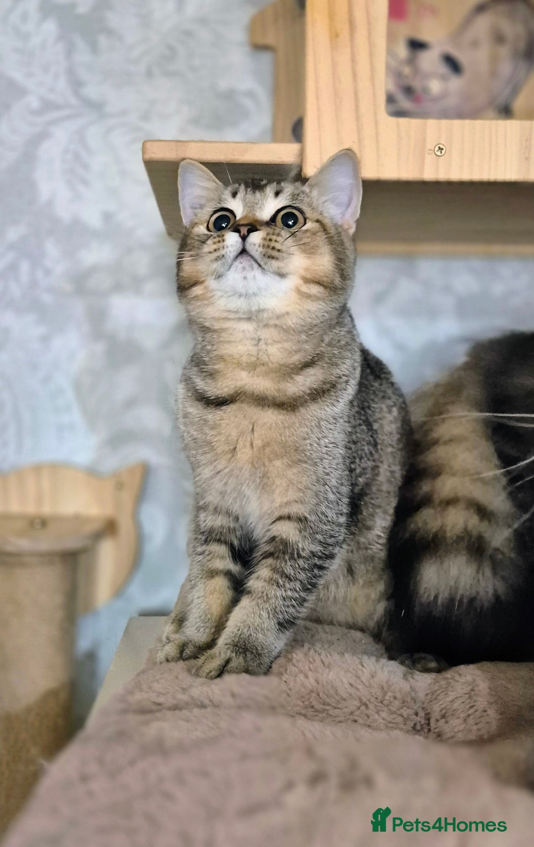 Scottish Fold cats for sale: 2 boys left! TICA registered Scottish Fold - Image 7