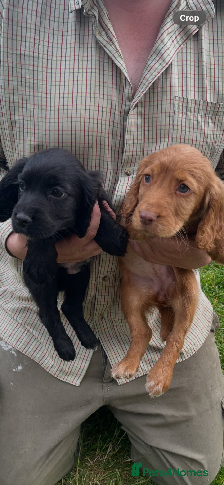 Cocker Spaniel dogs Working Black Cocker Spaniel Pup Full of Character - Advert 2