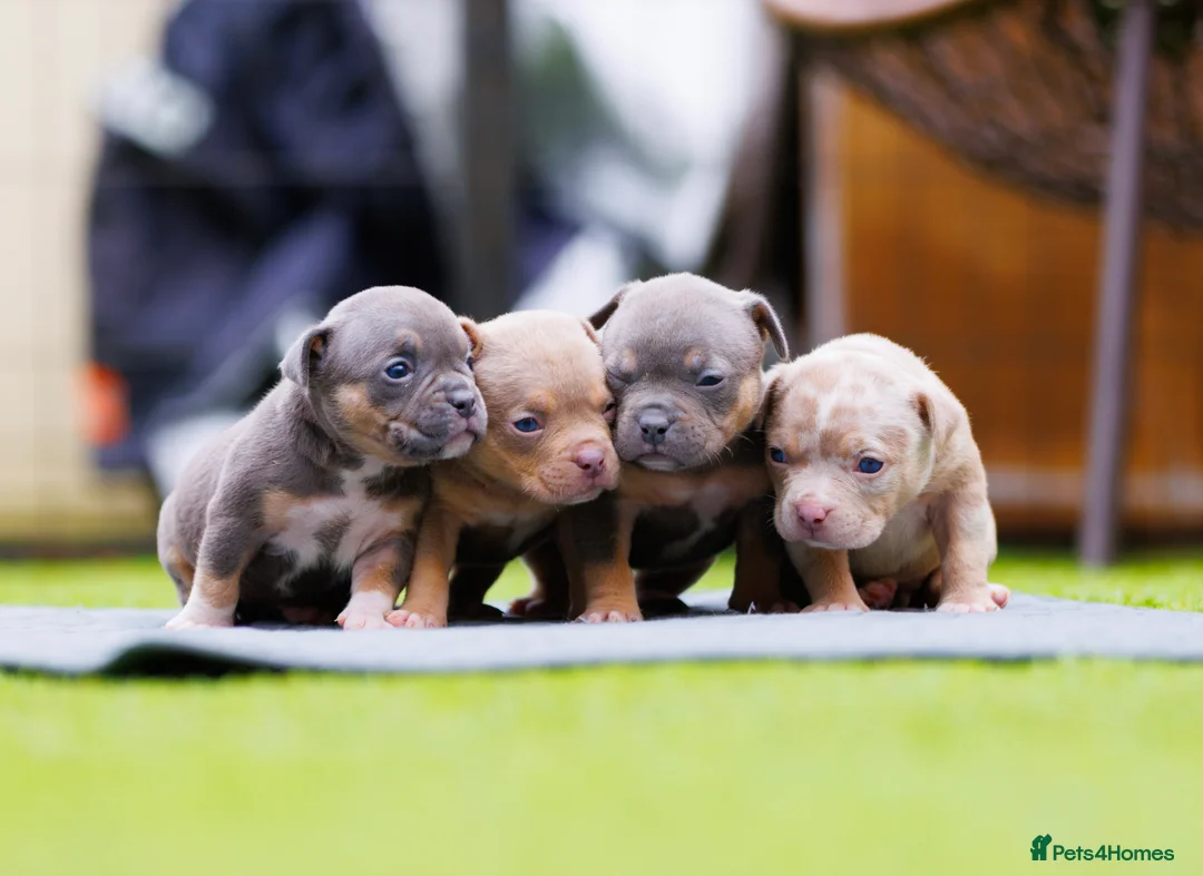 American Bully dogs for sale: Top Tier American Pocket Bullies for SALE!! - Advert 2