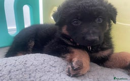 German Shepherd dogs for sale: German Shepherd puppies for sale (Full Pedigree) - Image 17