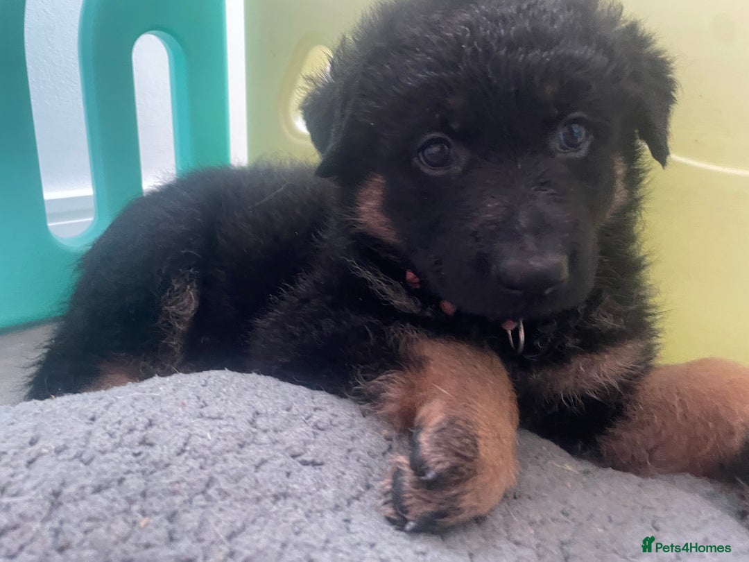 German Shepherd dogs for sale: German Shepherd puppies for sale (Full Pedigree) - Image 17