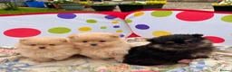 Pomeranian dogs for sale: Beautiful Pomeranian puppies 🐶  - Advert 1