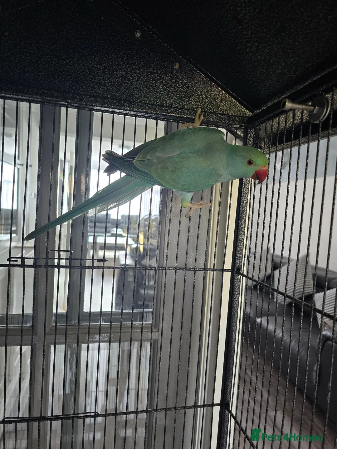Conures birds for sale: Baby Ringnecks  - Advert 4
