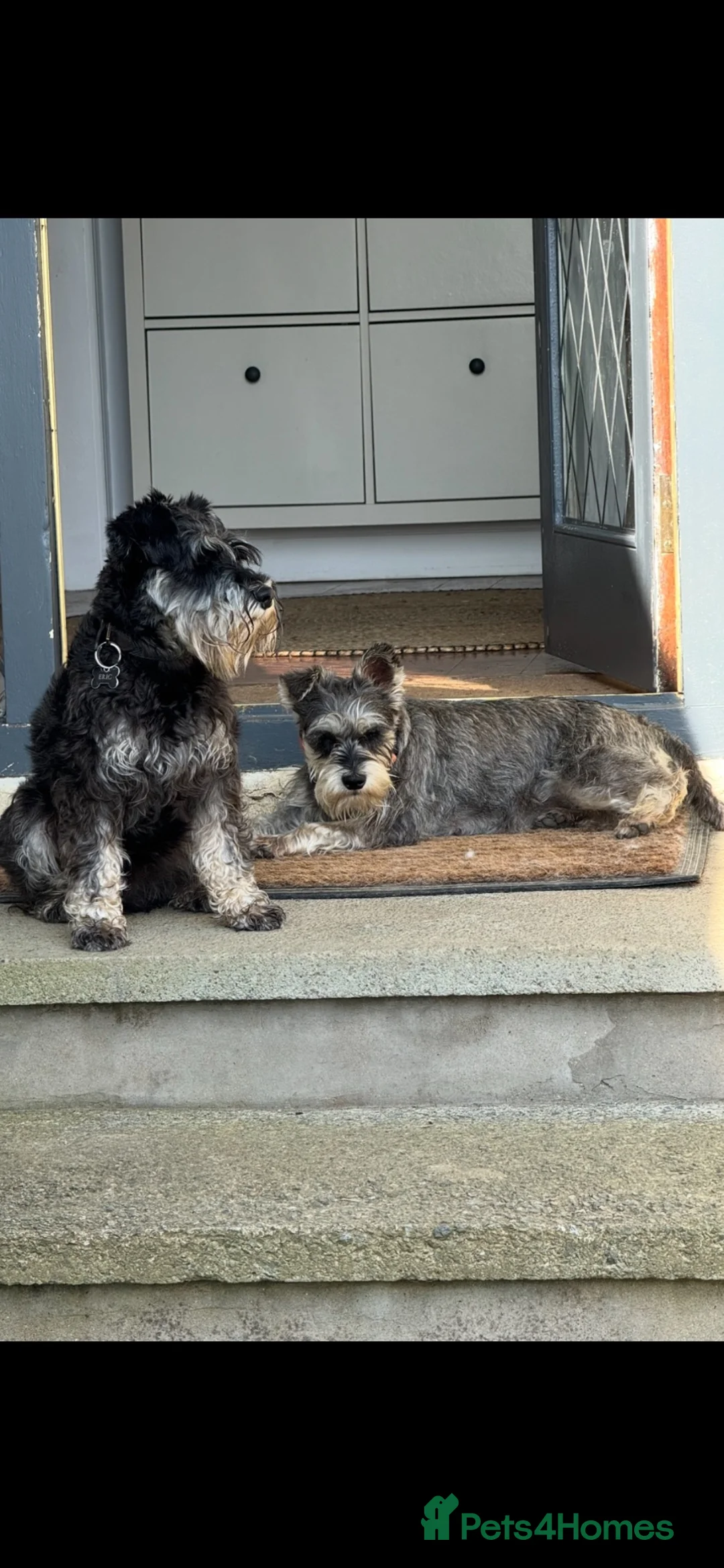 Miniature Schnauzer dogs for sale: Adorable miniature Schnauzers in Llanerchymedd - Advert 2