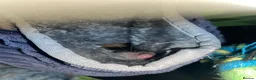 Rat rodents for sale: Tofu and ratatouille  in Newport - Advert 4