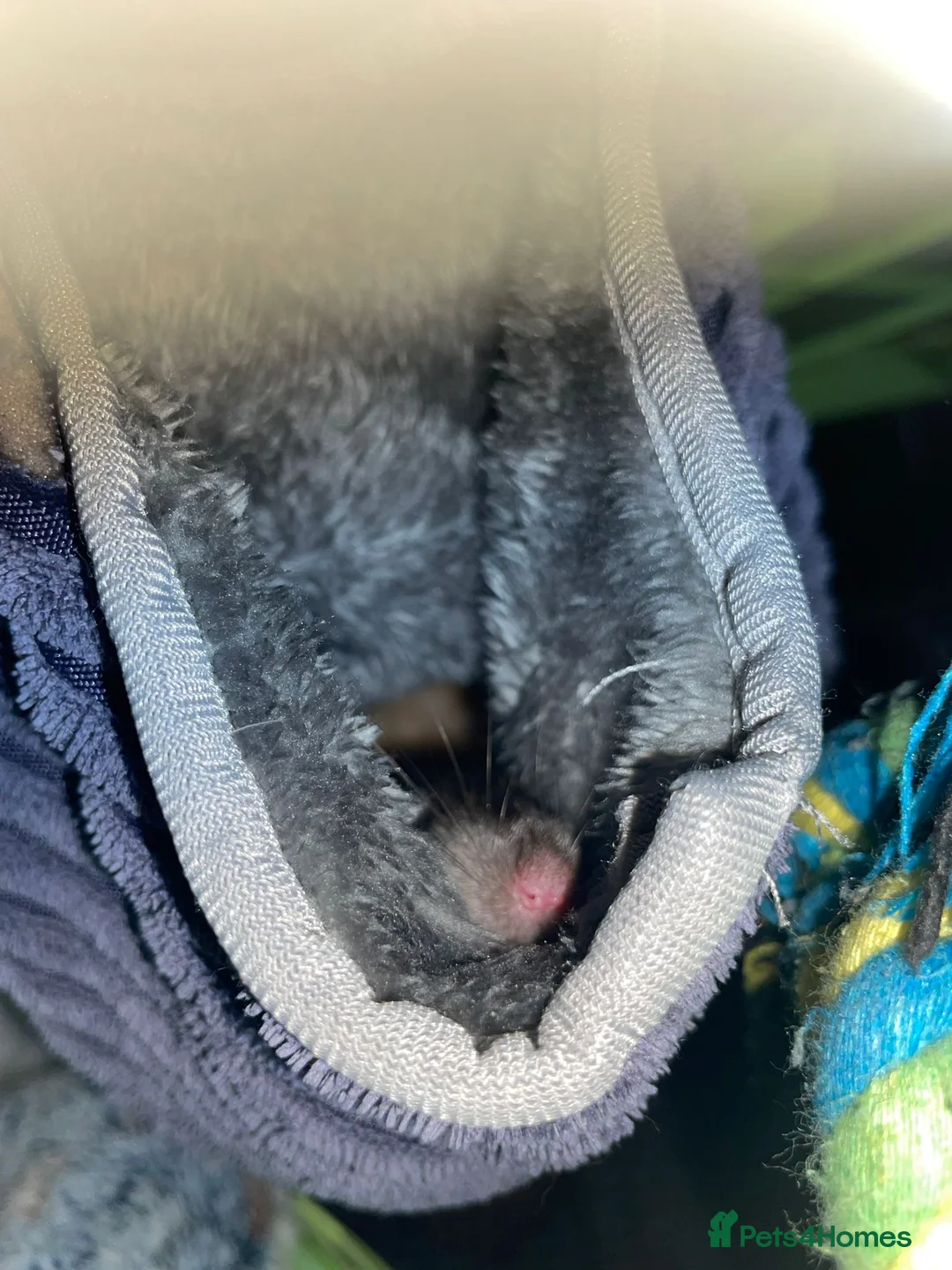 Rat rodents for sale: Tofu and ratatouille  in Newport - Advert 4